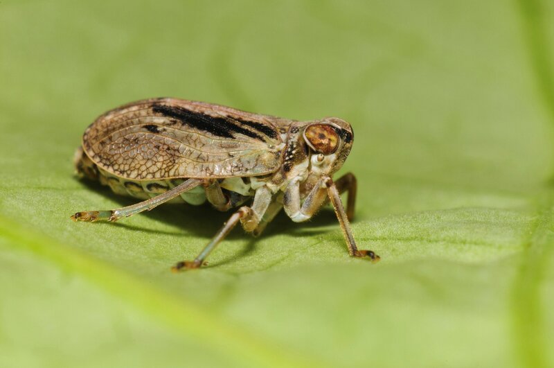 Auf der Erde existieren rund 10 Trillionen Insekten. Sie bevölkern den Planeten seit Urzeiten. – Bild: Superstock