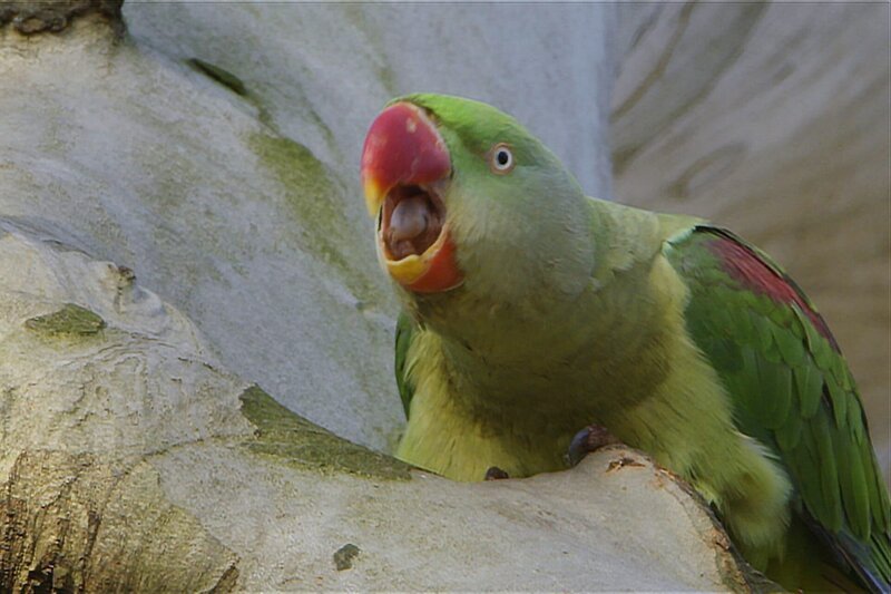 Ein Alexandersittich kann ganz schön fuchtig werden. – Bild: arte/​Erik Sick