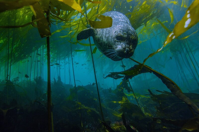 150 Jahre Nationalparks in den USA Amerikas beste Idee Great Smokey Mountains & Olympic Olympic Nationalpark: Seehund taucht ab – Bild: SRF/​Florian Graner