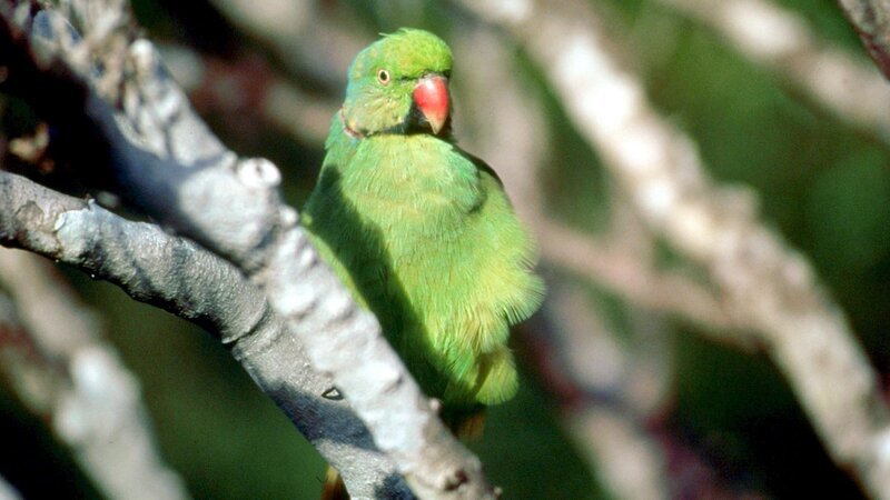 Sittich auf Mauritius. – Bild: Honorarfrei – nur für diese Sendung bei Nennung ZDF und ORF, Cosmos Factory