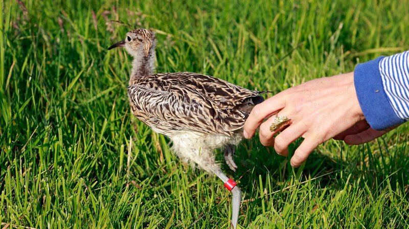 Den Wiesenvögeln fehlt der Nachwuchs. Einige Arten sind vom Aussterben bedroht. – Bild: NDR