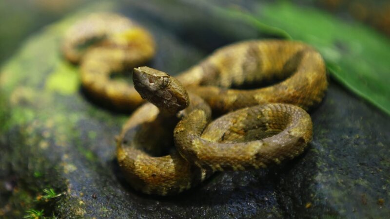 Fer-de-Lance-Schlange. – Bild: National Geographic
