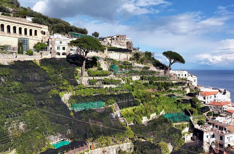 Die Amalfi-Zitrone wächst auf den vielen „Terrazzamenti“, Terrassen mit Trockensteinmauern, die die Hänge vor Erosion schützen. – Bild: Julian Ringer/​doc.station