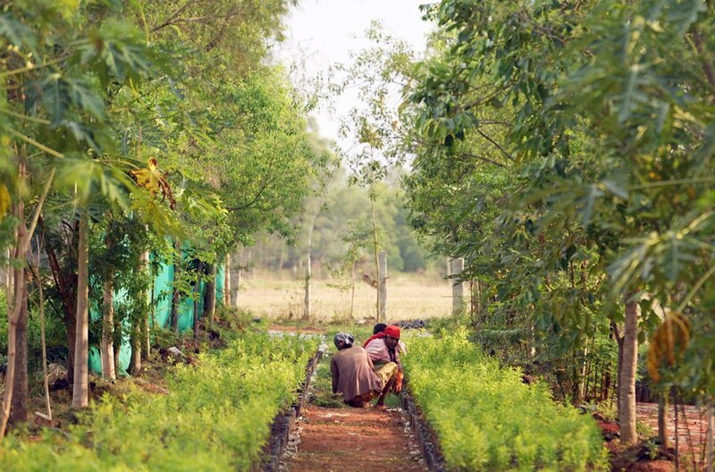 Sandelholz ist in Indien allgegenwärtig – es begleitet Rituale von der Geburt bis zum Tod. – Bild: Elephant Doc