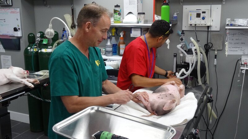 Dr. B and Hector do a spay procedure on Strawberry the pig. – Bild: TLC