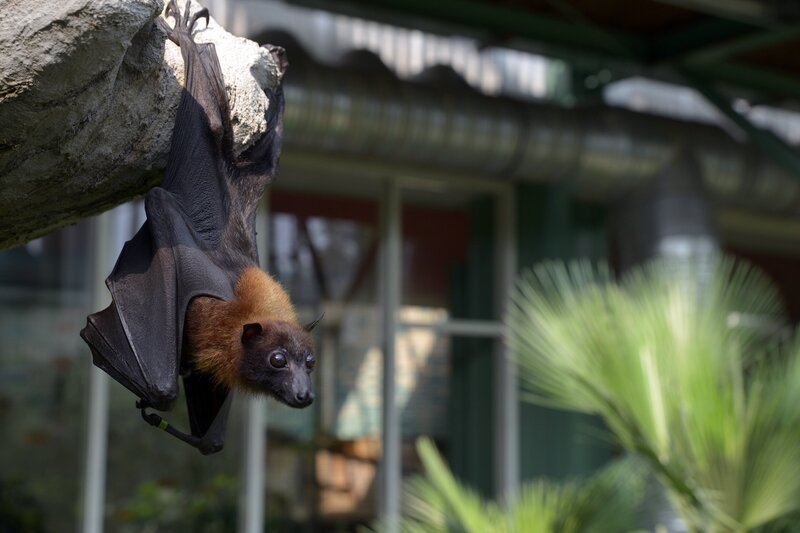 Im Tierpark darf Flughund Timmi bald zu seiner Familie. – Bild: rbb/​Thomas Ernst