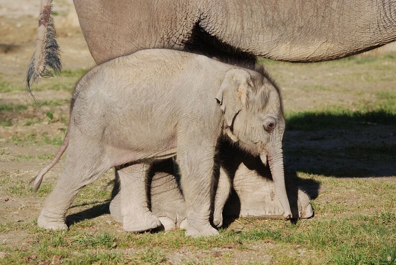 Wie schwer ist Elefantenbaby Ludwig? – Bild: BR/​Jens-Uwe Heins