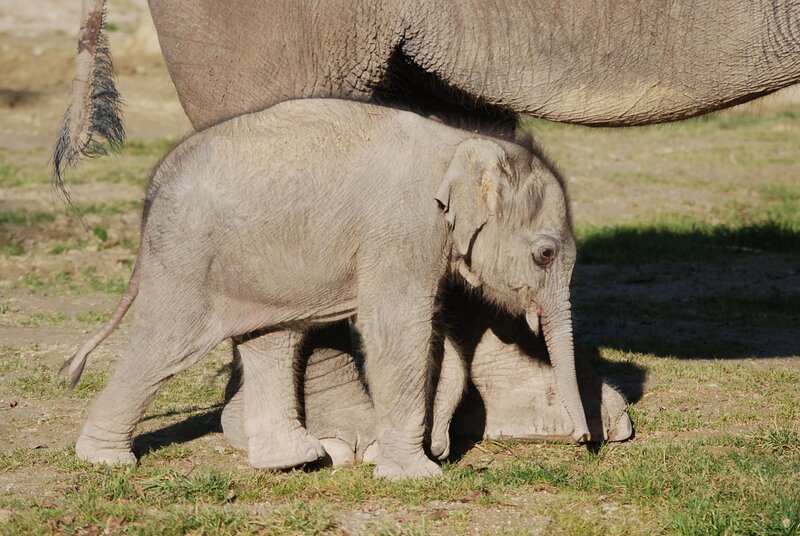 Wie schwer ist Elefantenbaby Ludwig? – Bild: BR/​Jens-Uwe Heins