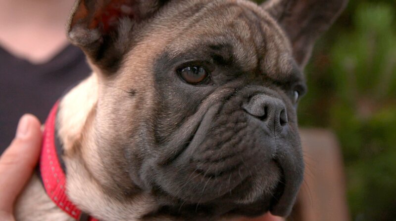 Die französische Bulldogge Lupo hat Hautprobleme, juckt und kratzt sich ständig. – Bild: NDR/​Doclights GmbH
