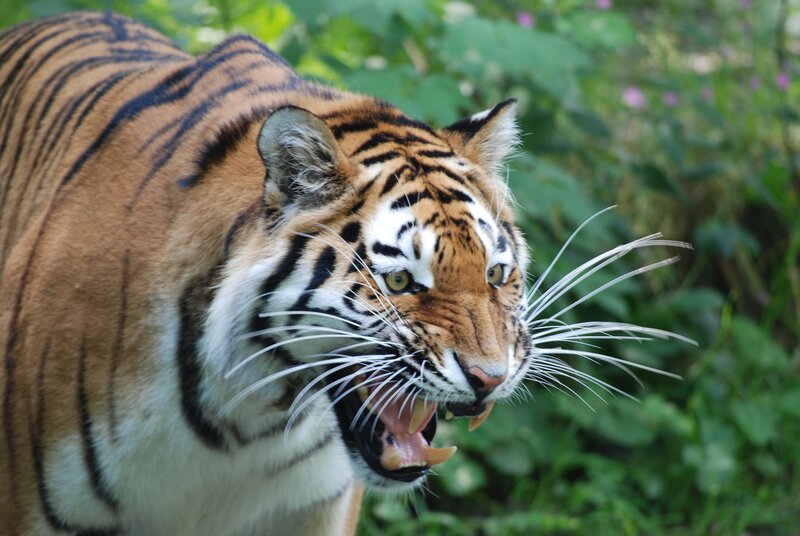 Auch Tiger mögen es gemütlich. – Bild: BR/​Jens-Uwe Heins/​Jens-Uwe Heins