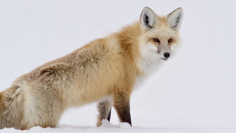 Ein Bild von einem Projekt von PLURIMEDIA. – Bild: PLURIMEDIA (Smithsonian Networks /​ Grizzly Creek)