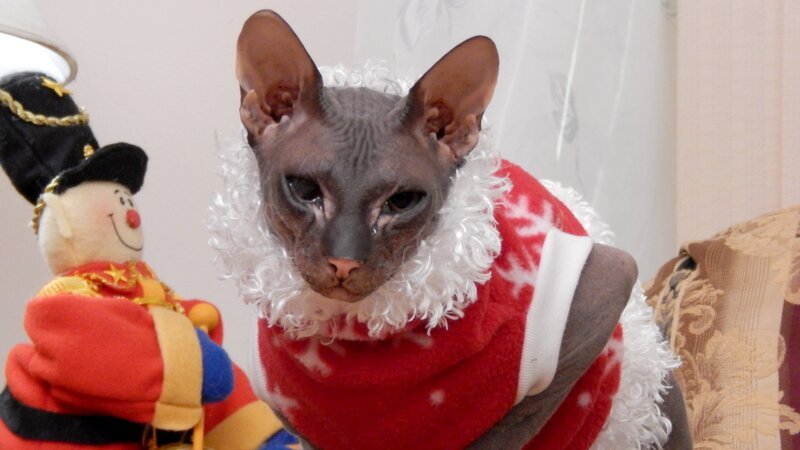 Ollie. – Bild: Discovery Communications, LLC