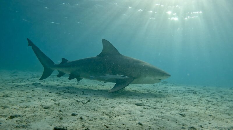  – Bild: NGC Network US, LLC. All Rights Reserved. /​ John Cullum