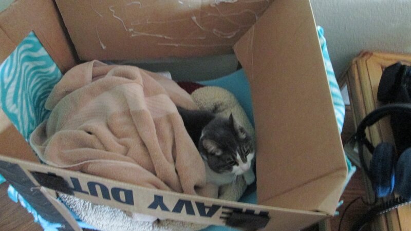 Storm laying in its kitty box. – Bild: For merchandising, publishing & ancillary products, check talent contract, appearance & property releases.