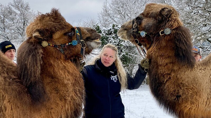 SRF bi de Lüt – Echte Tierhelden Zoo Zahir: Anita Hirschi mit den Kamelen Taron (l.) und Aladin (r.) 2021 – Bild: SRF