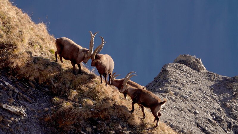 Bild: Bergblick Bild: Bergblick