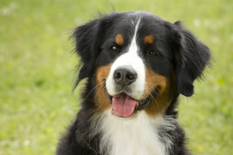 Keks träumt vom Fliegen! – Bild: ZDF/​Zia Ziarno