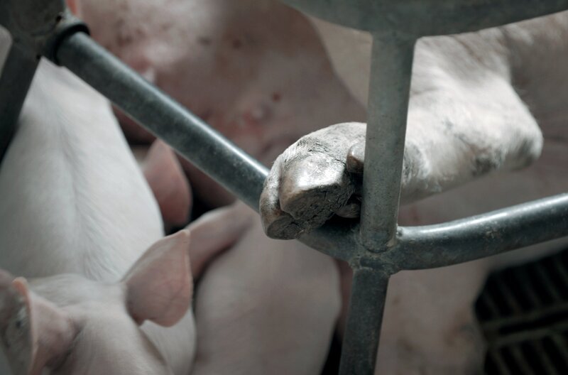 Was empfinden Tiere? Eine Sau in einem Kastenstand kann sich wochenlang nicht umdrehen. – Bild: RB /​ Jakob Schmidt