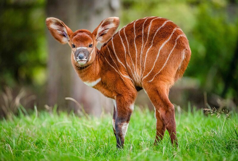 Bongo-Antilopen Jungtier. – Bild: ORF/​Universal