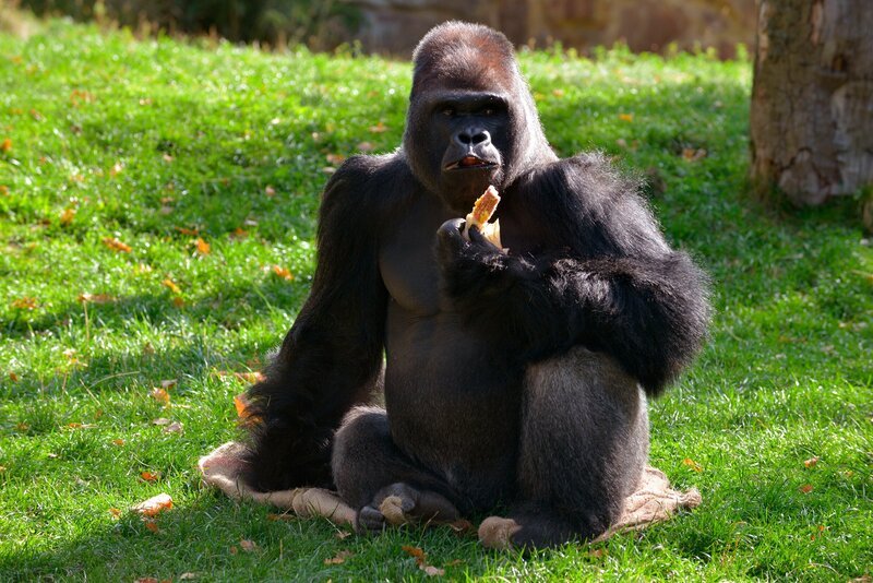 Im Zoo Berlin bekommt Gorilla Ivo ein Klickertraining. – Bild: rbb/​Thomas Ernst