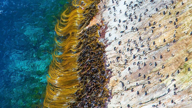 Die Küste von Snares Island mit Pinguinen – Bild: SRF/​Doclights NDR Naturfilm & BBC/​Mark MacEwen