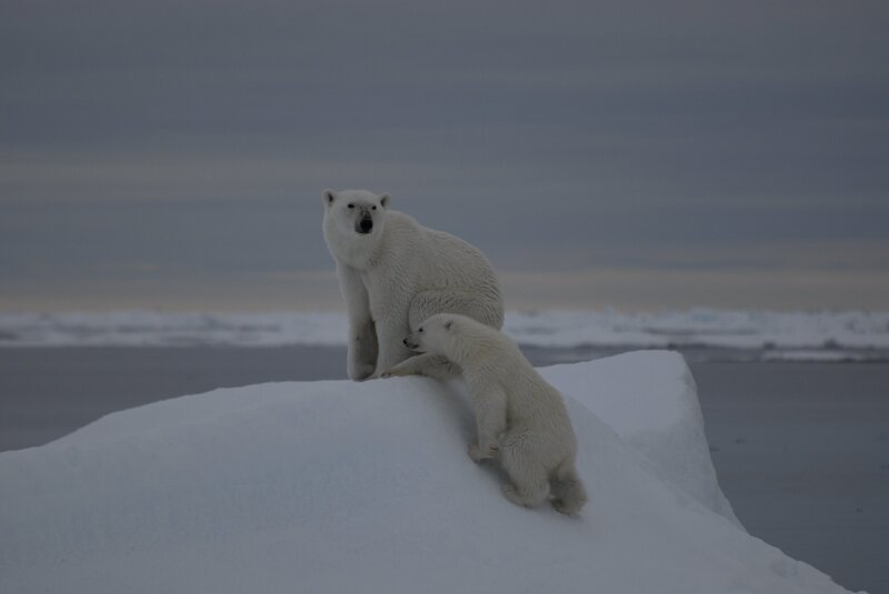 Eine Eisbärenmutter mit einem knapp einjährigen Jungen. – Bild: ZDF/​BR/​Kai Schubert