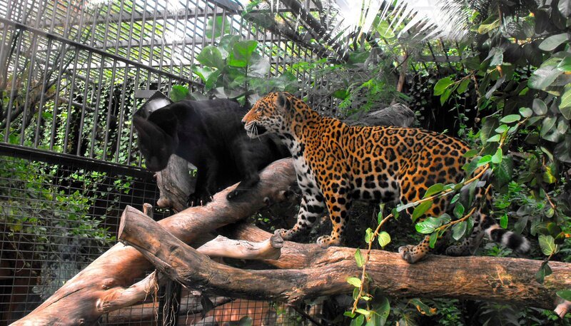 Jaguare Negra (l) und Yellow- Nicht nur für die Otter, sondern auch für die Jaguare gibt es heute besonders frisches Futter – und zwar lebendige Fische! Mit den flotten Forellen wollen Heiner und Matthias prüfen, wie es um den Jagdtrieb der Raubtiere bestellt ist. Eine große Herausforderung für die wasserscheue Jaguardame Negra! – Bild: WDR/​Loro Parque