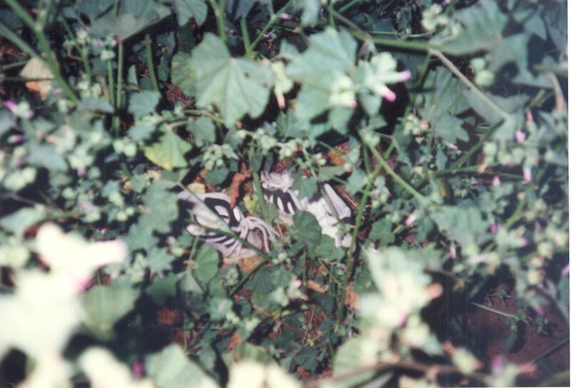 Die Schuhe auf dem Boden. – Bild: abacus /​ Peninsula Television 2021 /​ Crime + Investigation