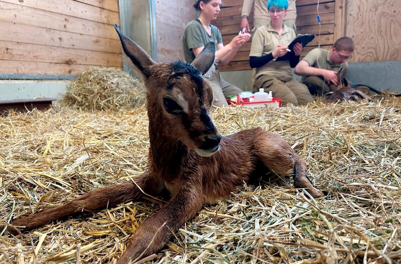 Ein Muttertier kann ohne Hilfe nicht gebären. Tierarzt Dr. Viktor Molnar und sein Klinikteam müssen eingreifen. Nach stundenlangem Stillstand der Geburt zählt jede Sekunde – ein Einsatz am Limit. Mit vereinten Kräften gelingt das kleine Wunder: Mutter und Kalb überleben, das Neugeborene erholt sich und wagt erste wackelige Schritte. Ein bewegender Moment für das gesamte Team. – Bild: NDR/​Doclights