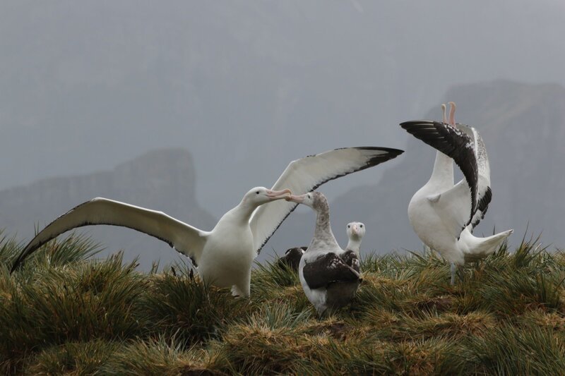 DOK – Insel der Albatrosse. Albatrosse auf Bird Island. – Bild: SRF/​Telepool /​ BR/​Roland Gockel