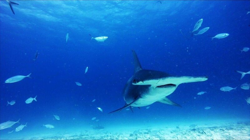 Hammerhaie hautnah – Bild: National Geographic Channel