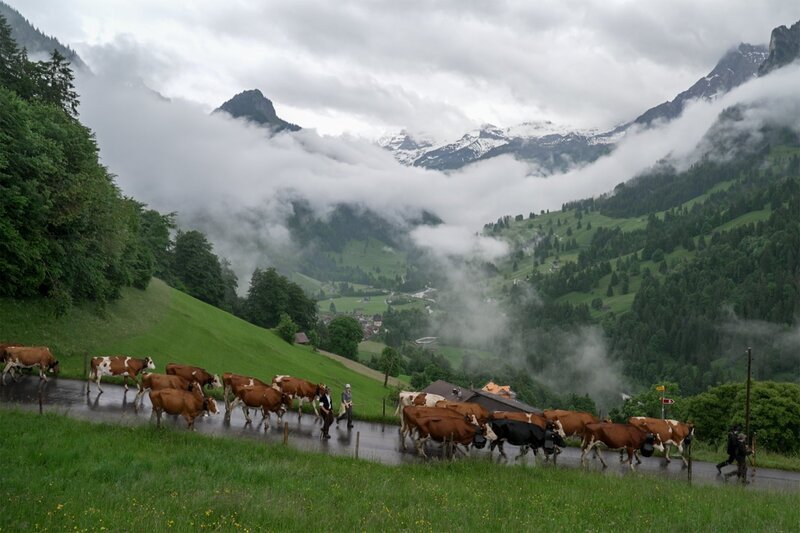 Im Sommer ziehen Mario Hehlen und Familie Mürner mit den Kühen vom Tal auf die Alp Eggmittelberg. – Bild: SRF