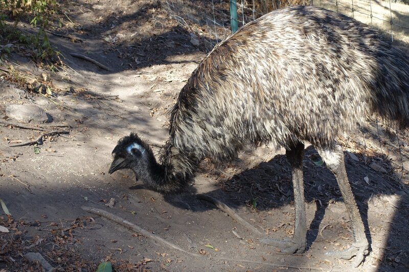Die Männchen erkennt man an den blauen Streifen am Kopf – Bild: BR/​BILD + TEXT Medienproduktion GmbH & Co. KG.
