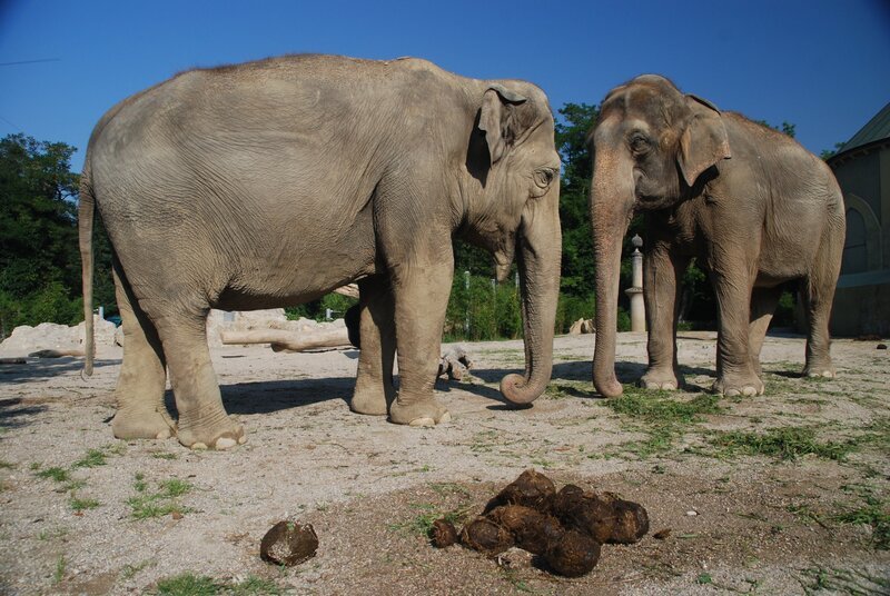 Die Elefanten haben ein neues Herdenmitglied. – Bild: BR/​Jens-Uwe Heins