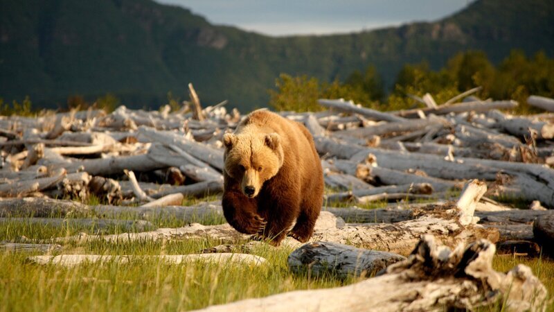 Die erfahrene Bärenmutter Nadie entscheidet immer selbst, wie nah sie dem Biologen Chris Morgan und seinem Kameramann Joe Pontecorvo kommen will. – Bild: ZDF und NDR/​Chris Morgan