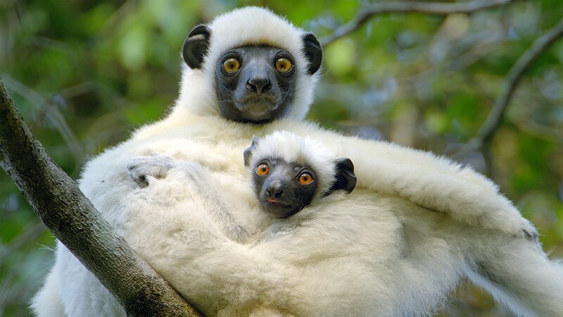 Der Von-der-Decken-Sifaka, benannt nach einem deutschen Afrika-Forscher, ist eine im Westen Madagaskars vorkommende Lemuren-Art. – Bild: BBC