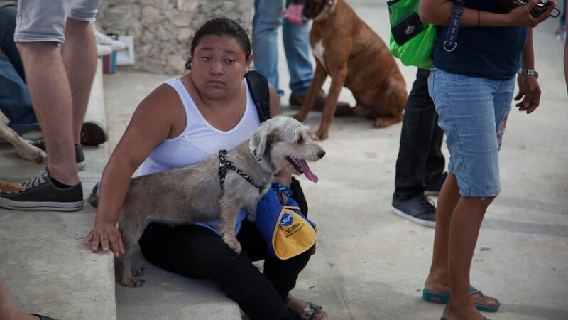 Dr Jeff and a small team go to various locations in Mexico to help animals, and do spay and neuter clinics. – Bild: Discovery Communications