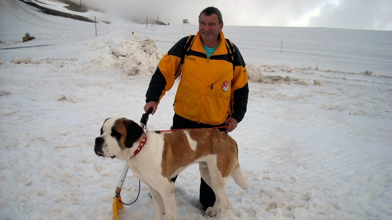 A St.Bernard. – Bild: Animal Planet