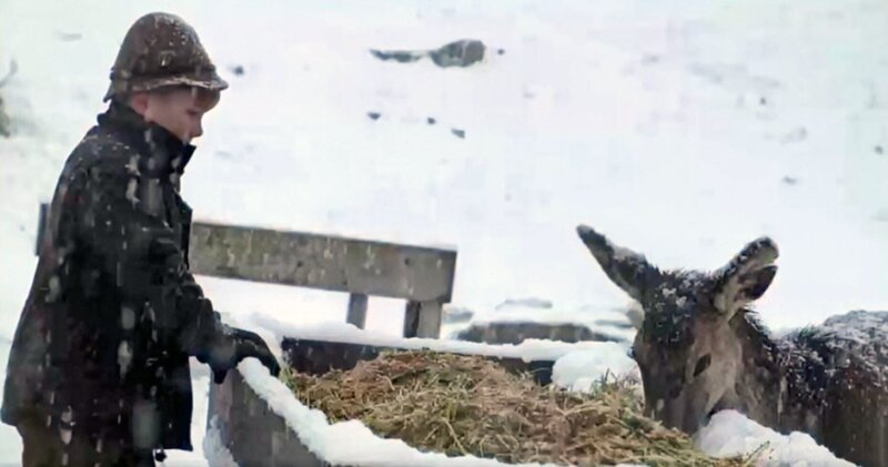 Ein Junge füttert Rehe im Winter. – Bild: ORF