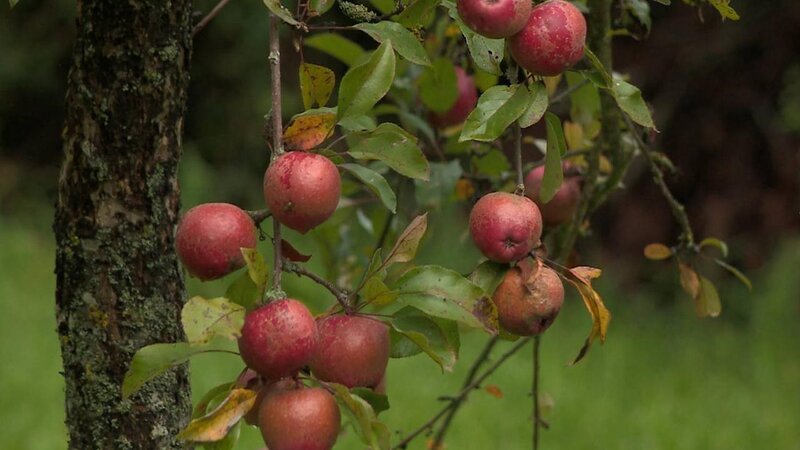 . – Bild: ANIXE HD . – Bild: ANIXE HD