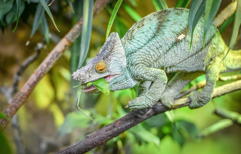 Herr Parsons, das Chamäleon. – Bild: ORF/​Universal/​Steve Rawlins