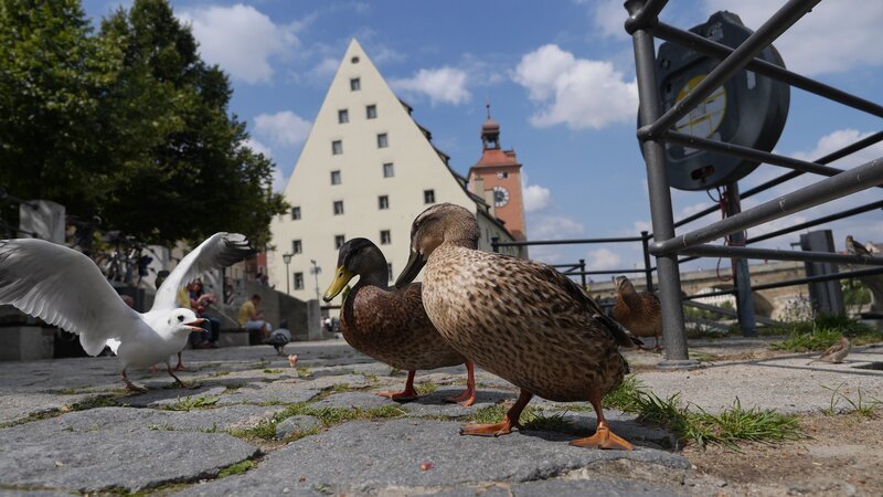 In Regensburg gehen Natur, Kultur und Geschichte respektvoll Hand in Hand. Im Bild: Enten am Donau-Ufer. – Bild: Blue Paw Artists/​BR/​Marion Pöllmann