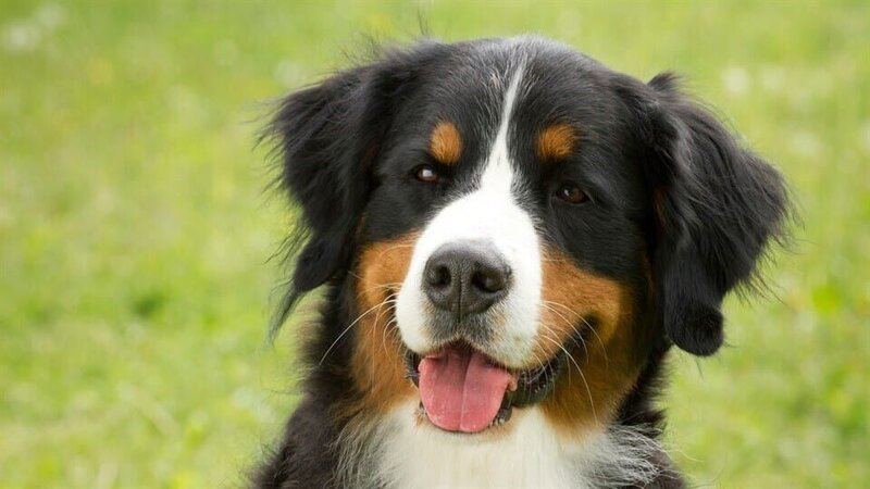 Keks träumt vom Fliegen – Bild: ZDF/​Zia Ziarno