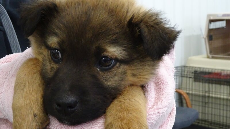 Dr. Jeff and a small team go to Rosebud to help the less fortunate by spaying and neutering their dogs. – Bild: Discovery Communications