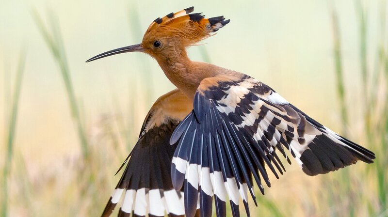 Der prächtige Wiedehopf gehört zu den seltensten Bewohnern der Moorgebiete. – Bild: NDR/Doclights GmbH/Ralph und Svenja Schieke Der prächtige Wiedehopf gehört zu den seltensten Bewohnern der Moorgebiete. – Bild: NDR/Doclights GmbH/Ralph und Svenja Schieke
