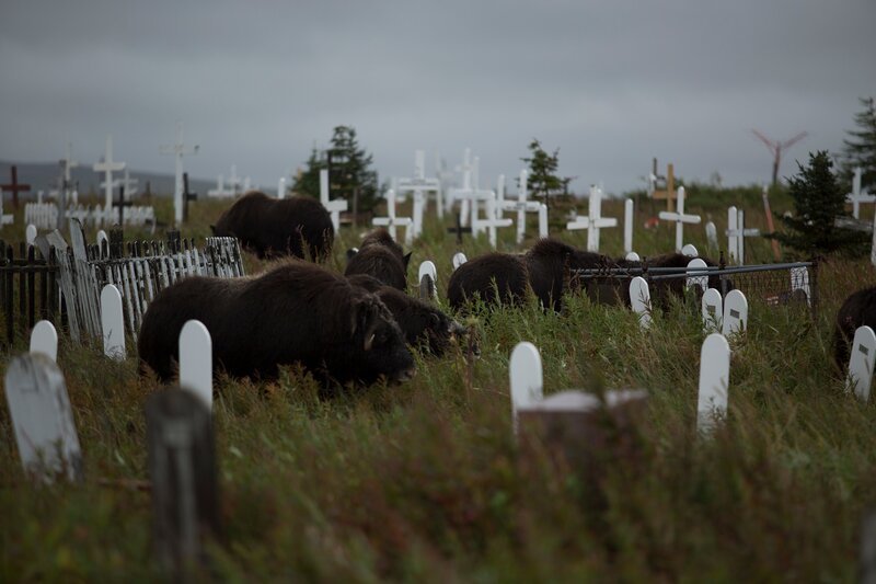 Bison grazing in a grave yard. – Bild: Daniel Herman /​ Discovery Channel