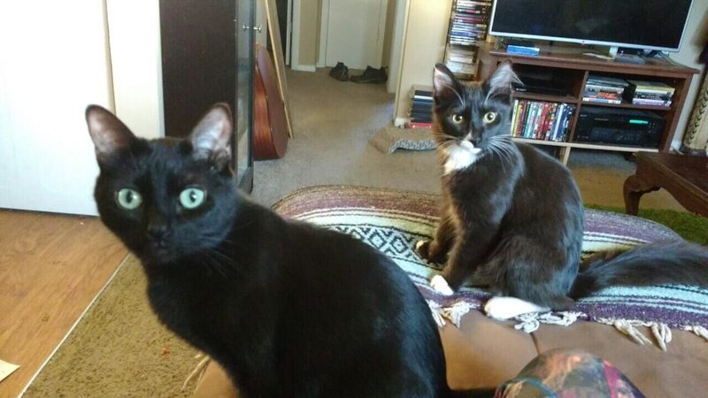 Photos of Jack the cat taken at home. – Bild: Animal Planet