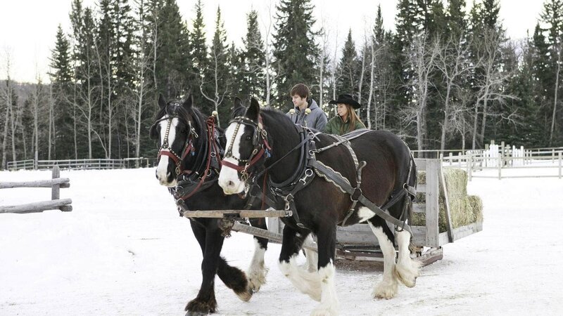Amy (Amber Marshall) und Ty (Graham Wardle) arbeiten mit zwei Kutschpferden, die ebenso dickköpfig sind wie sie. – Bild: MG RTL D