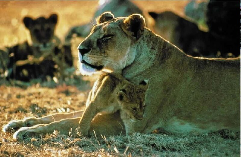 Mein Leben mit Löwen 00000 Der Tierfilmer Jürgen Jozefowicz verbrachte Jahrzehnte im Krüger Nationalpark. Dort gelangen ihm spektakuläre Aufnahmen. – Bild: hr-fernsehen