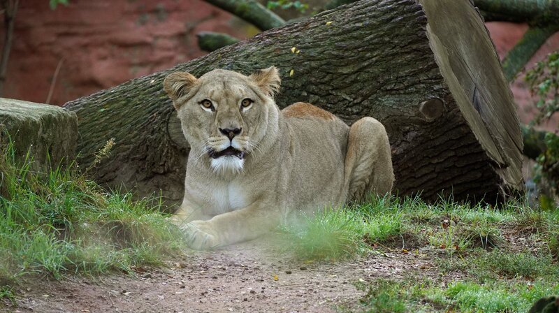 Eine Marokkanerin in Hannover: Lange haben die Tierpfleger und Tierpflegerinnen darauf gewartet. Jetzt ist sie endlich da: Berberlöwin Zara. Die fünf Jahre junge Löwin kommt aus dem Zoo Rabat in Marokko und soll die neue Partnerin für Löwe Basu sein, der leider seine alte Gefährtin verloren hat. Berberlöwen sind extrem selten – in der Wildbahn sind sie bereits ausgestorben. – Bild: NDR/​Erlebnis-Zoo Hannover
